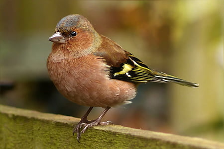 vták, Songbird, chaffinch, Fringilla caelebs, Male, Záhrada, pásť sa