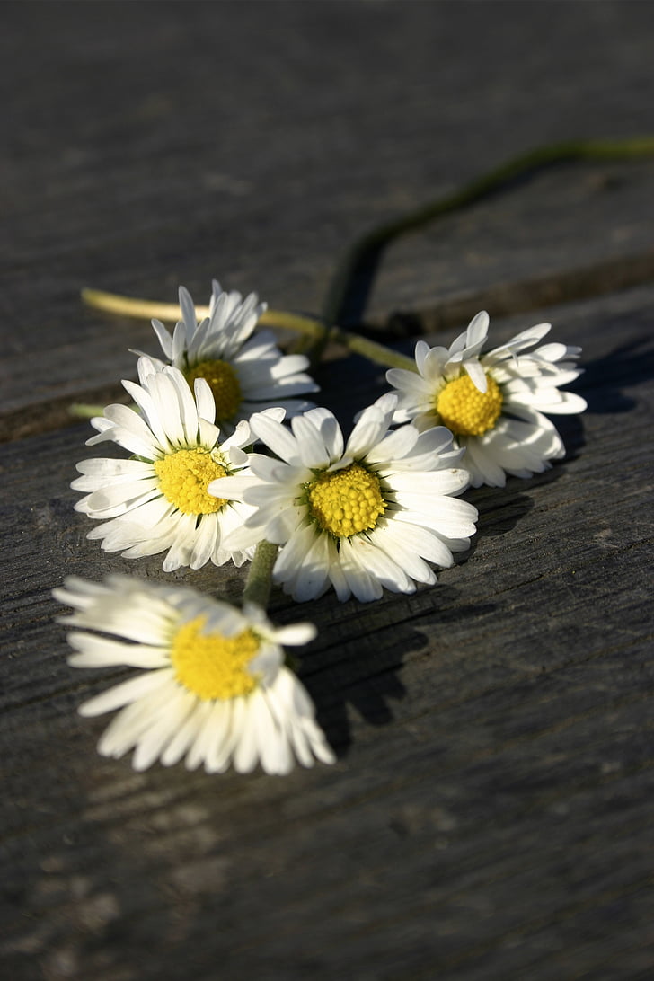 biały, kwiaty, Daisy, stół, drewniane, wiosna, ogród