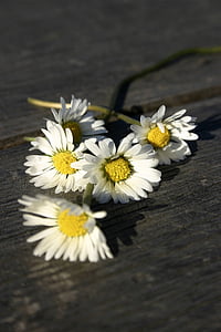 white, flowers, daisy, table, wooden, spring, garden