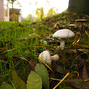 mushrooms, white, grass, tree, autumn, slope
