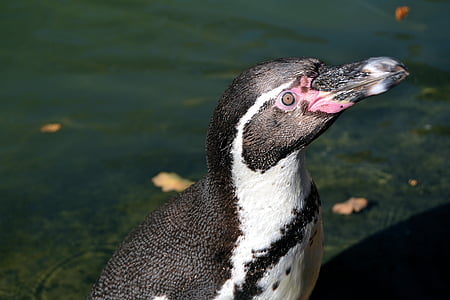 animal, penguin, bird, water, close, bill, humboldt penguin