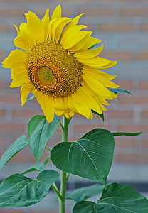 bunga matahari, musim panas, kuning, sinar matahari, cerah, pertanian, alam