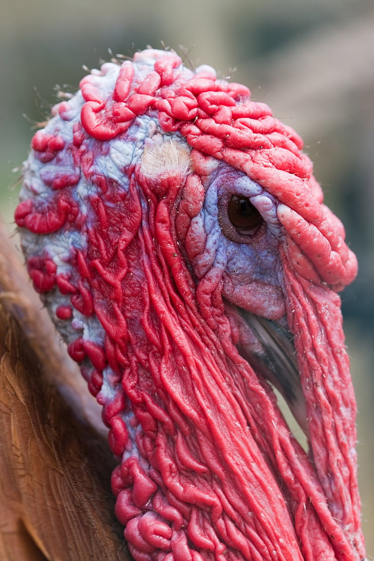 turkey, bird, domestic, poultry, animal, head, face