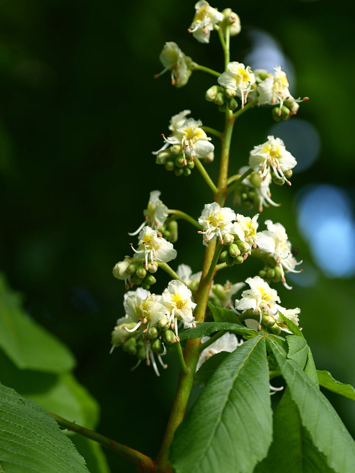 flor de castanyer, inflorescència, flor, flor, arbre, Castanyer