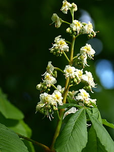 flor de castanheiro, inflorescência, flor, flor, árvore, castanha