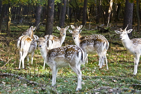 damherten, Hirsch, Wild, kudde, herfst bos, hoorns, dierentuin