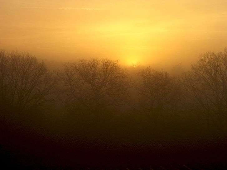 świt, mgła, drzewa, niebo, drewno, rano, kontrast