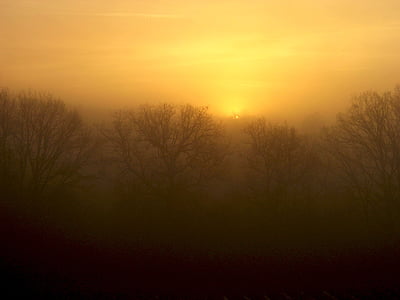 Αυγή, ομίχλη, δέντρα, ουρανός, ξύλο, το πρωί, αντίθεση