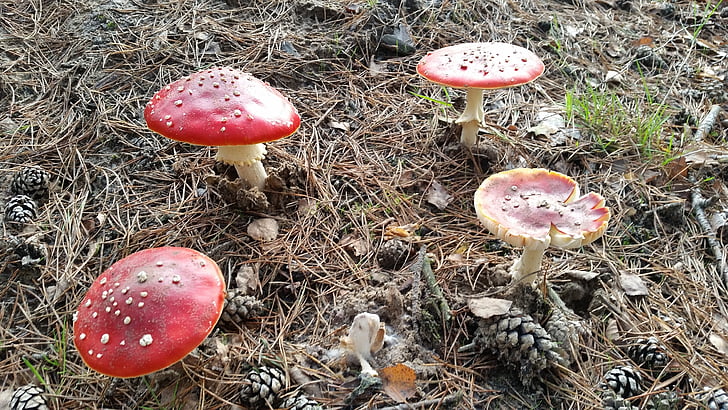 fly agaric, forest, nature, mushrooms