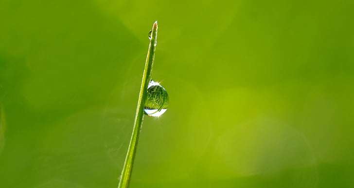 tanaman, alam, hidup, warna hijau, drop, pertumbuhan, air