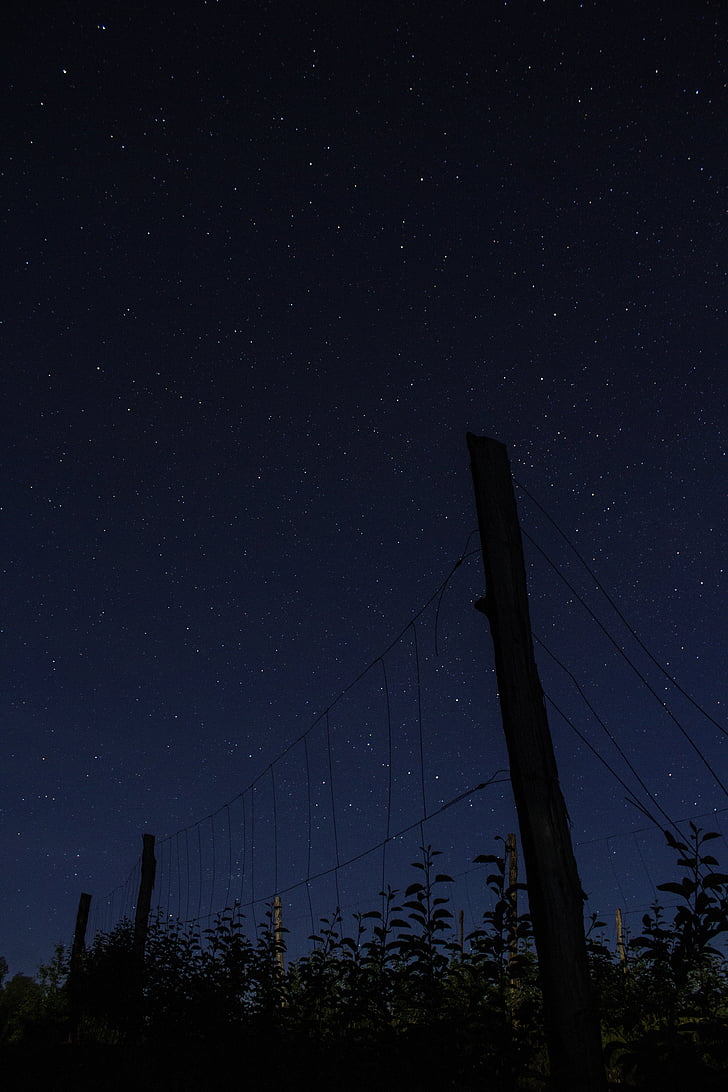 nit, fosc, estrelles, curs d'ASTROFOTOGRAFIA, fotografia, arbres, a l'exterior