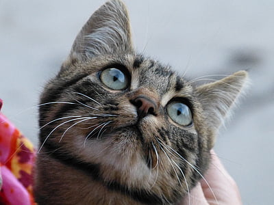 gato, ojos de gato, curioso