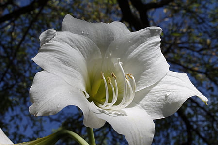 λευκές αμαρυλλίδες, ανθίζοντας βολβοί, Αμαρυλλίς belladonna