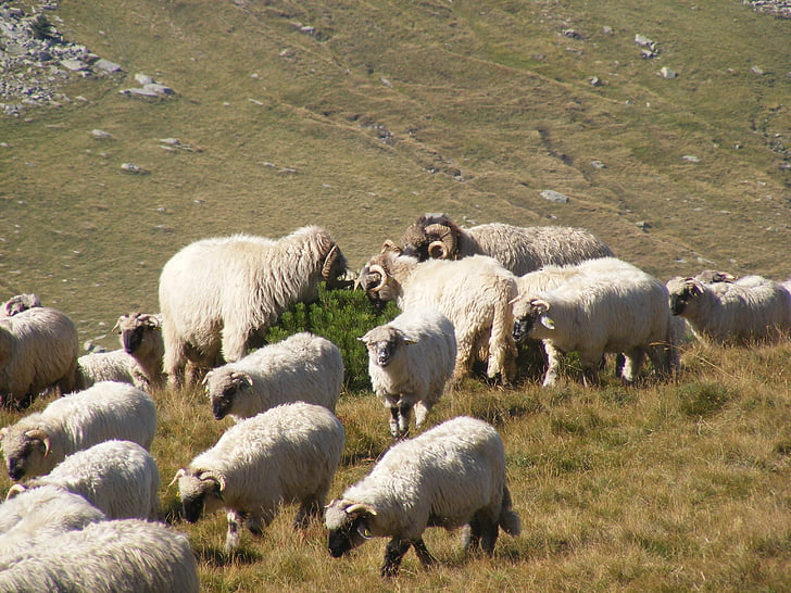 gregge, al pascolo, agnelli, montagna, Romania, pecore, animali