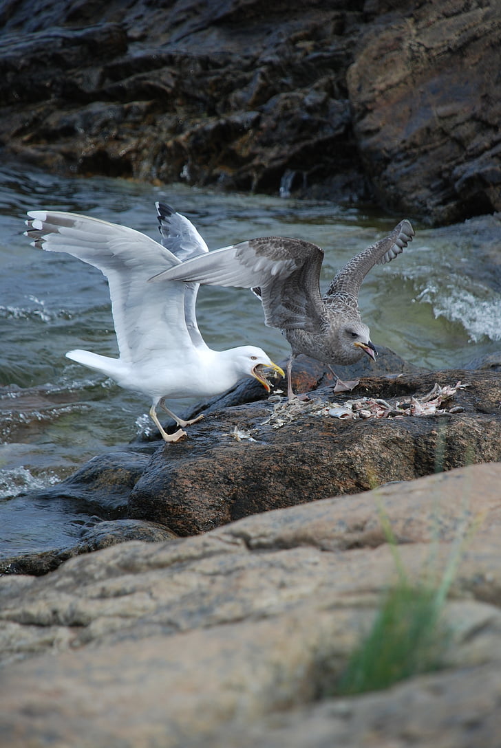 Seagull, vogel, water, zee, Cliff
