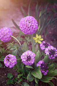 drumstick, bóng-primrose, Primrose, Sân vườn, trong vườn, mùa xuân hoa, Hoa