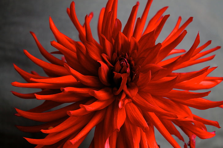 Dahlia, blomst, Arabian nat, rød