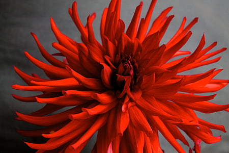 Dahlia, Hoa, đêm ả Rập, màu đỏ