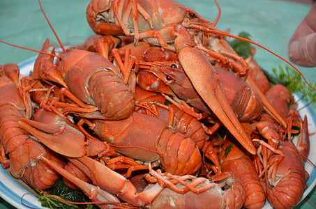 lagosta cozida, comida, cozinhar, frutos do mar, garra, frescura, gourmet