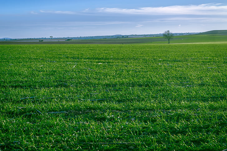 Horizon, verde, Fondo de pantalla, cultivo, cereales, hierbas, árbol