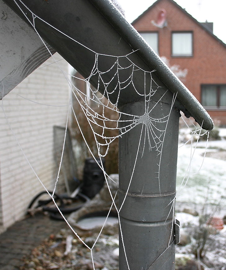 winter, hoarfrost, spider webs, iced, wintry, cold, winter mood