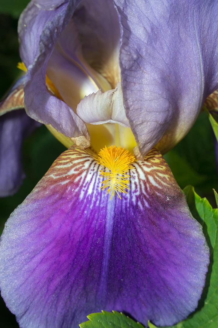 Iris, con dấu, nhụy hoa, màu tím, màu tím, màu vàng, cấu trúc