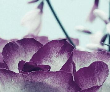background, blossom, bloom, purple, flower, nature, plant