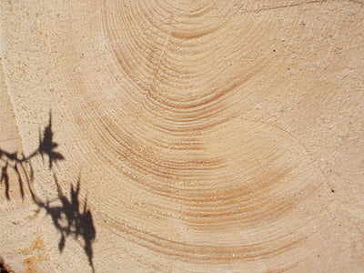 Registro, natura, Naturalmente,, luce e ombra, tronco d'albero naturale, silvicoltura, legno