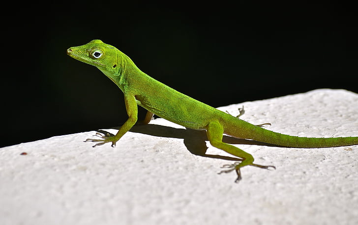 lizard, rainforest, natural