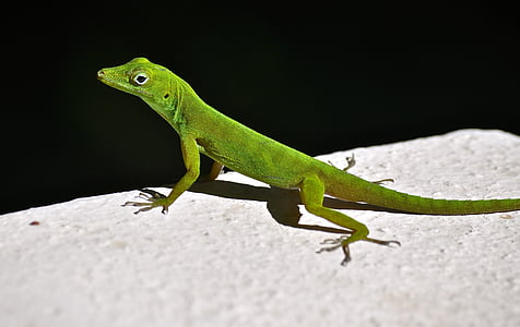 lizard, rainforest, natural
