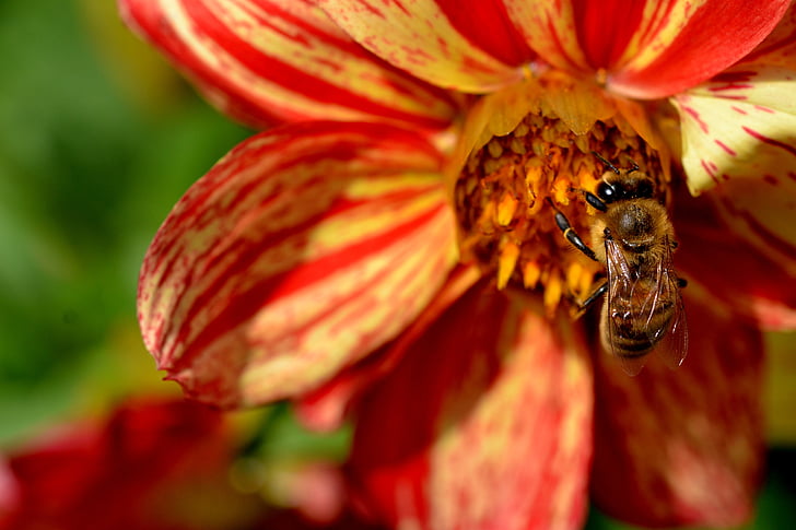 abella, flor, ocupat, jardí, insecte, l'estiu, planta