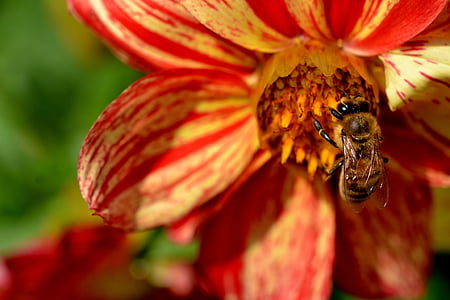 Pszczoła, kwiat, zajęty, ogród, owad, Latem, roślina