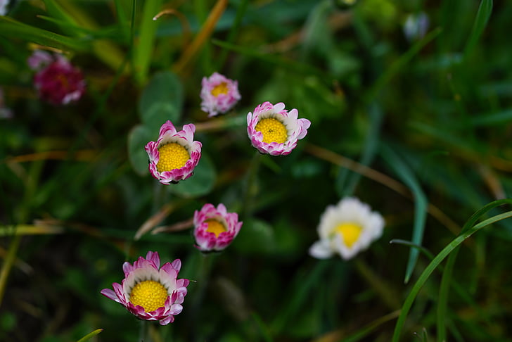 Daisy, Blume, Blüte, Bloom, Bellis-Philosophie, rot, Rosa