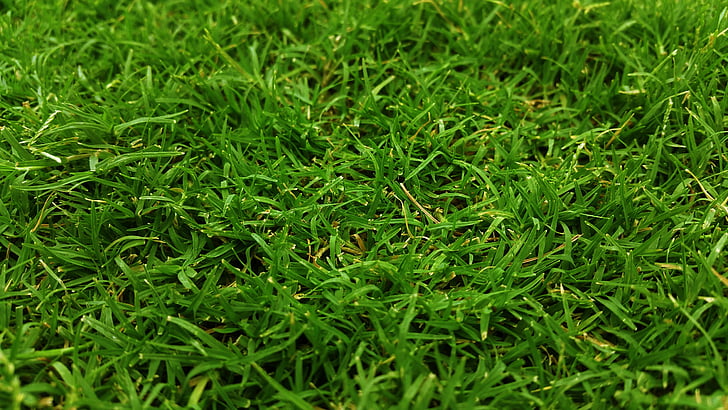 クローズ アップ, フィールド, 草, 芝生のフィールド, 草で覆われました。, グリーン, 緑の草