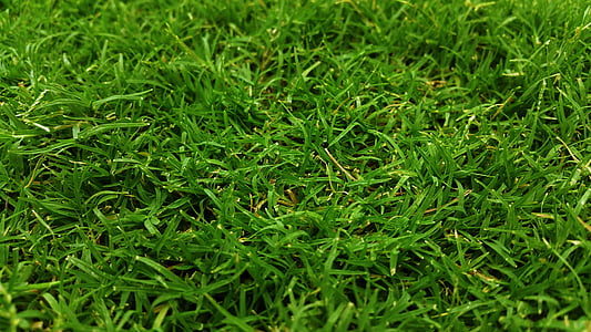 Krupni plan, polje, trava, travom polje, travnati, zelena, zelena trava