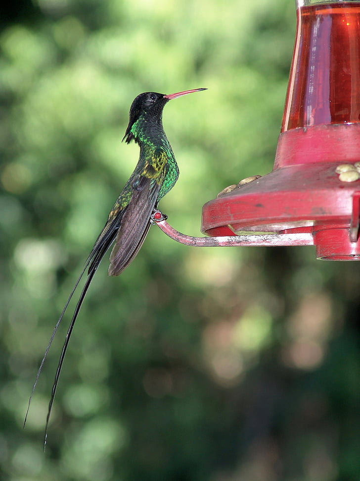 Hummingbird, fuglen, nektar, Bill, fly, grønn, drikke