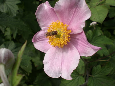 anemone, blossom, bloom, pink, flower, fall anemone, hahnenfußgewächs