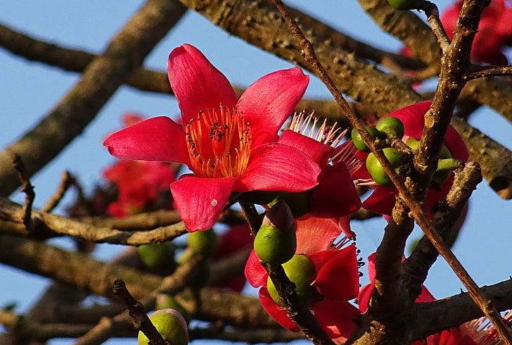 fleur, mnanauk, Bombax ceiba, arbre de coton, soie-coton rouge, arbre de coton rouge, soie-coton