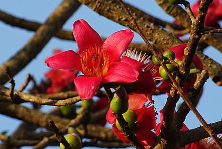 λουλούδι, shimul, bombax ceiba, βαμβάκι δέντρο, Κόκκινο μετάξι-βαμβάκι, βαμβάκι κόκκινο δέντρο, μετάξι-βαμβάκι