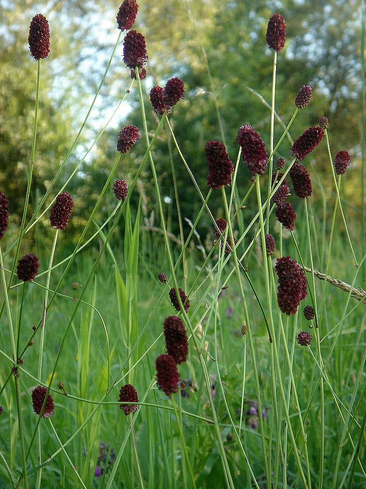 wildflowers, in the grass, spring, brown, cone, stem, decorative