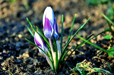 jaro, květ, Příroda, Šafrán, závod, Sněženka, Jarní čas