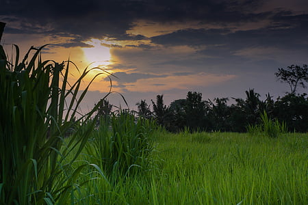 Indonesien, Bali, solnedgång, färger, risfält