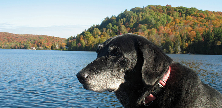 anjing, musim gugur, Danau, pemandangan, hewan peliharaan, hewan, di luar rumah