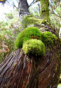 tree, moss, bark, wood, tribe, fouling, green