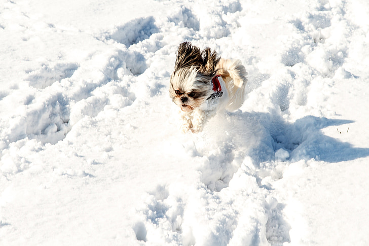 sneeuw, hond, huisdier, wit, koude, kleine, Sweet