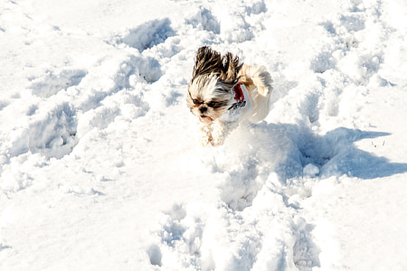 śnieg, pies, zwierzętom, biały, zimno, małe, słodkie