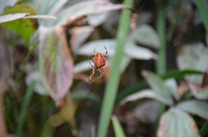 araignée, Croix orbweaver, Araneus diadematus, tisse, arachnide, toile d’araignée, européenne