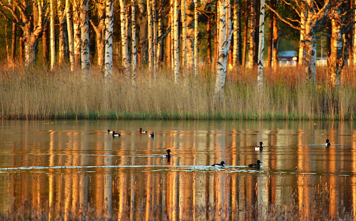 Lago, aves acuáticas, reflexiones, Norrbotten, Norrland, primavera, naturaleza