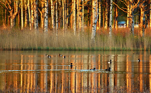 Lake, watervogels, reflecties, Norrbotten, Norrland, lente, natuur