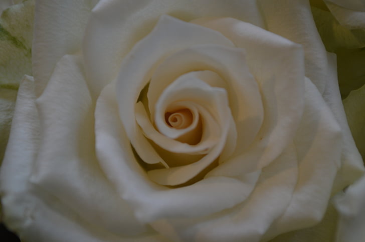 rose, heart, white, flower, spring, white flower